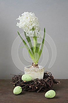 Hyacinth with eggs