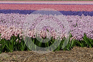 Hyacinth field pink purple, Holland, the Netherlands