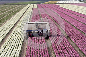 Hyacinth fields