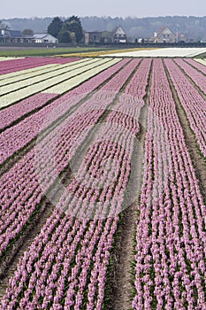 Hyacinth fields
