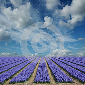Hyacinth fields in holland