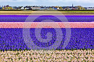 Hyacinth Fields Keukenhoff Lisse Holland Netherlands