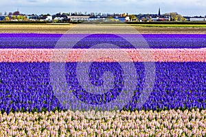 Hyacinth Fields Keukenhoff Lisse Holland Netherlands photo