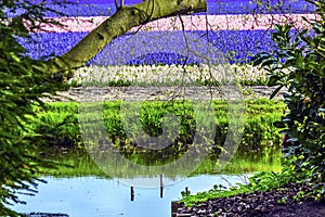 Hyacinth Fields River Reflection Keukenhoff Lisse Holland Netherlands