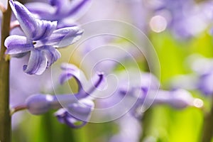 Hyacinth flower