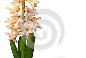 Hyacinth flower