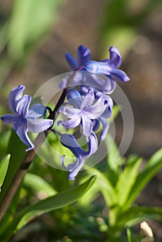 Hyacinth flower