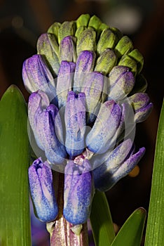 Hyacinth flower blooming