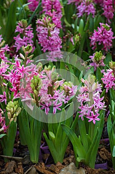 Jacinto flor Ellos son floreciente en jardín 