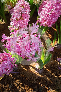 Hyacinth flower blooms in the garden