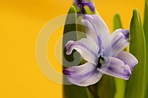 Hyacinth flower blossomed with gradient yellow background