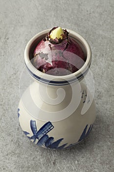 Hyacinth flower bulb growing in a traditional Dutch vase