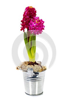 Hyacinth flower bulb in pot