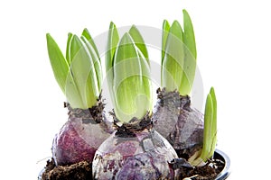 Hyacinth flower bulbs