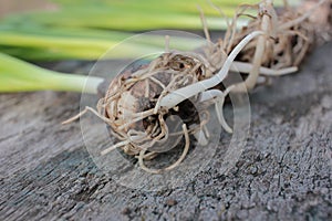 Hyacinth flower bulbs with roots and green stems n old textured wooden background