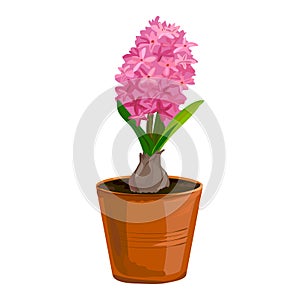 Hyacinth flower in a clay pot