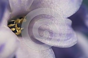 Hyacinth flower close up shot