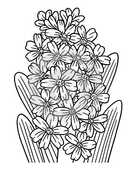 Hyacinth Flower Coloring Page for Adults