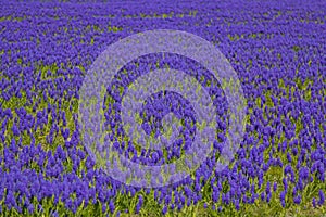 Hyacinth flower field