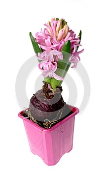 Hyacinth flower in flowerpot