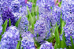 Hyacinth flower in the garden. macro of purple hyacinth flower meadow in spring season. hyacinth flowers as background