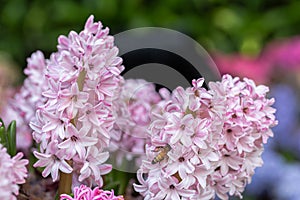 Hyacinth flower in garden at sunny summer or spring day for decoration. Pink flower