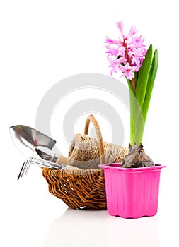 Hyacinth flower with garden tools for seedlings