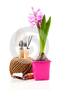 Hyacinth flower with garden tools for seedlings