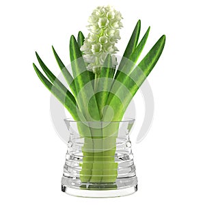Hyacinth flower in glass vase. Jacinth