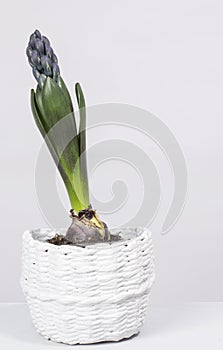 hyacinth flower growing in a white pot on a white background