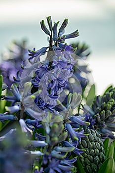 Hyacinth Flower. The Hyacinth comes from a small genus of aromatic flowers that smell nice, namely Hyacinthus.