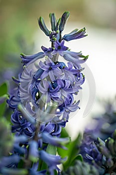 Hyacinth Flower. The Hyacinth comes from a small genus of aromatic flowers that smell nice, namely Hyacinthus.