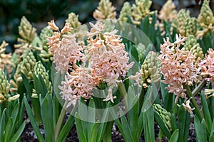 Hyacinth Flower. The Hyacinth comes from a small genus of aromatic flowers that smell nice, namely Hyacinthus.