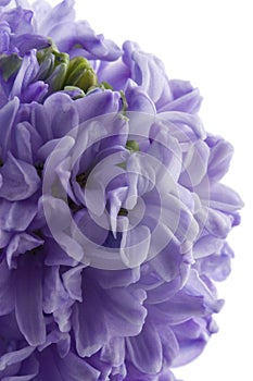 Hyacinth flower isolated