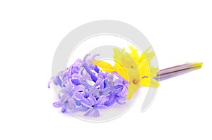 Hyacinth flower isolated on white