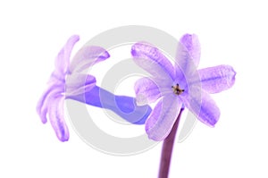 Hyacinth flower isolated on white