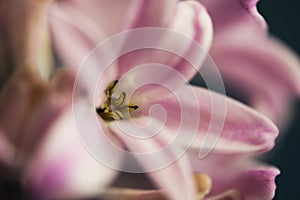 Hyacinth flower macro