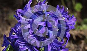 Hyacinth flower macro