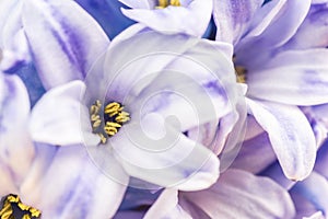 Hyacinth flower macro photo pastel purple spring