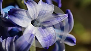 Hyacinth flower macro shot.