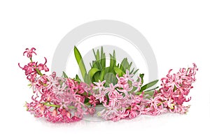 Hyacinth flower over white background
