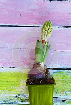 Hyacinth flower photo
