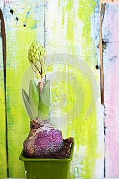 Hyacinth flower photo