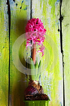 Hyacinth flower photo