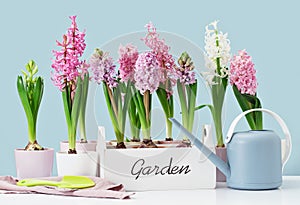 Hyacinth flower plants potted in white crate. Gardening spring