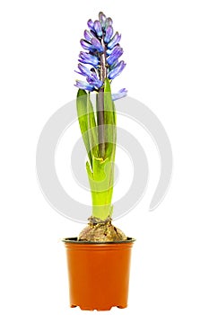 Hyacinth in flower pot