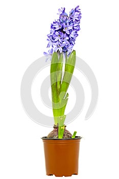 Hyacinth in flower pot