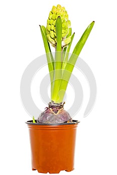 Hyacinth in flower pot