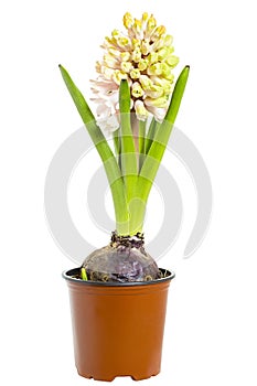 Hyacinth in flower pot