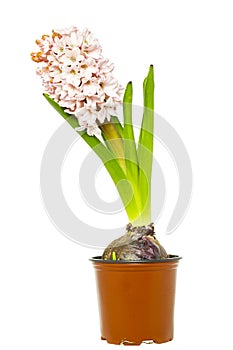 Hyacinth in flower pot